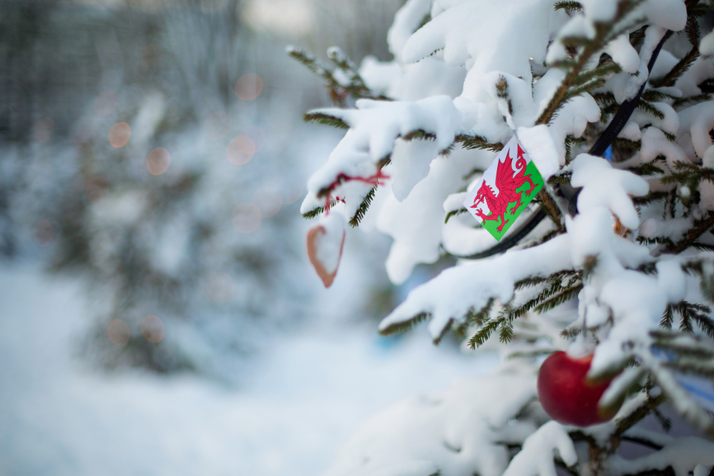Galles nevicata