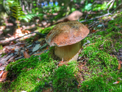 raccolta porcini