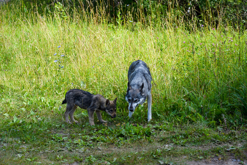 Lupi in Val Venosta