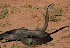 mamba nero sentinella inquinamento