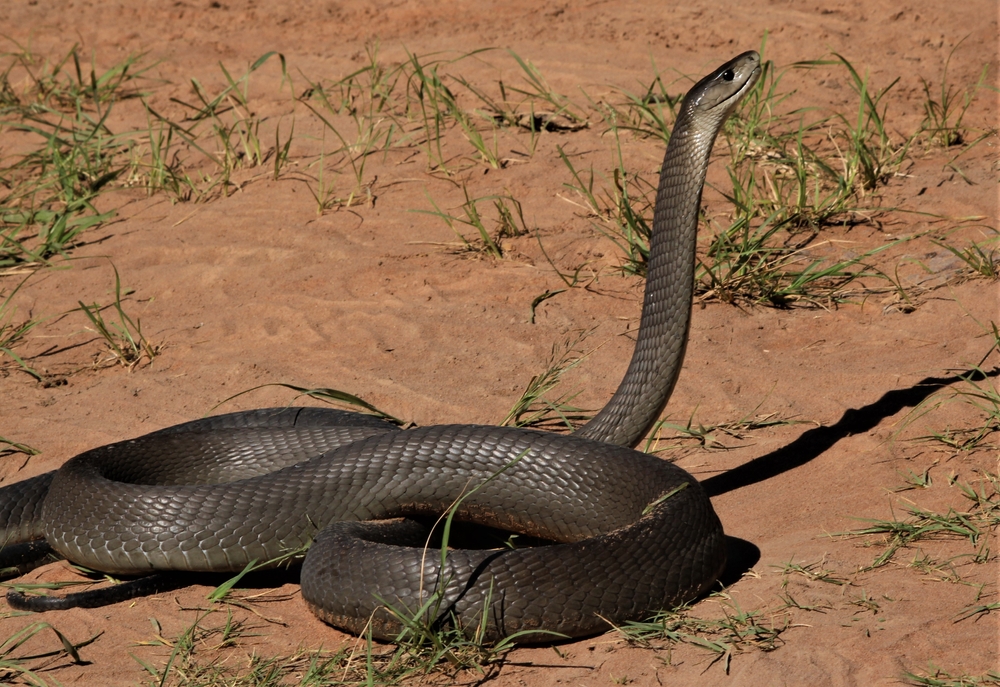 mamba nero sentinella inquinamento