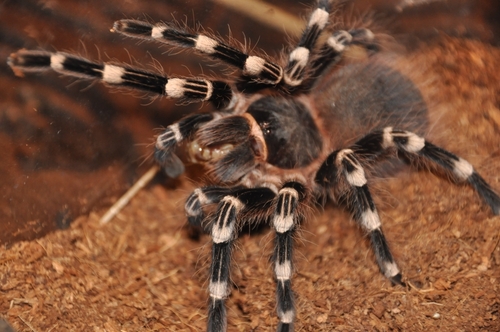 tarantola