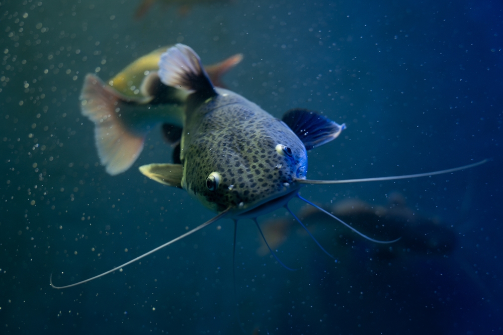 pesce gatto