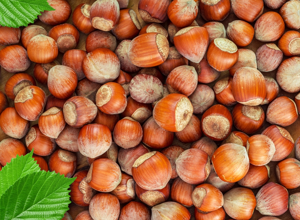 nocciole