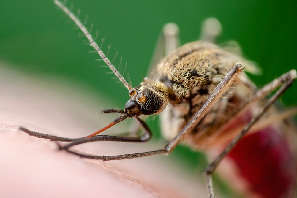 West Nile Italia