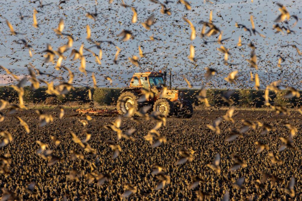 1-Convivenza-nei-sistemi-agricoli-di-Battista-Leonardo-1024x683 A Lecce la mostra "Cambiamo Rotta!": le foto che denunciano i pericoli per gli uccelli.