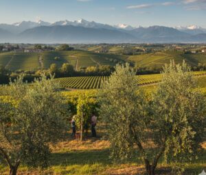 Impatto cambiamenti climatici vendemmia Piemonte