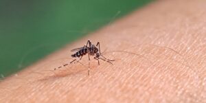 Allarme Chikungunya Italia