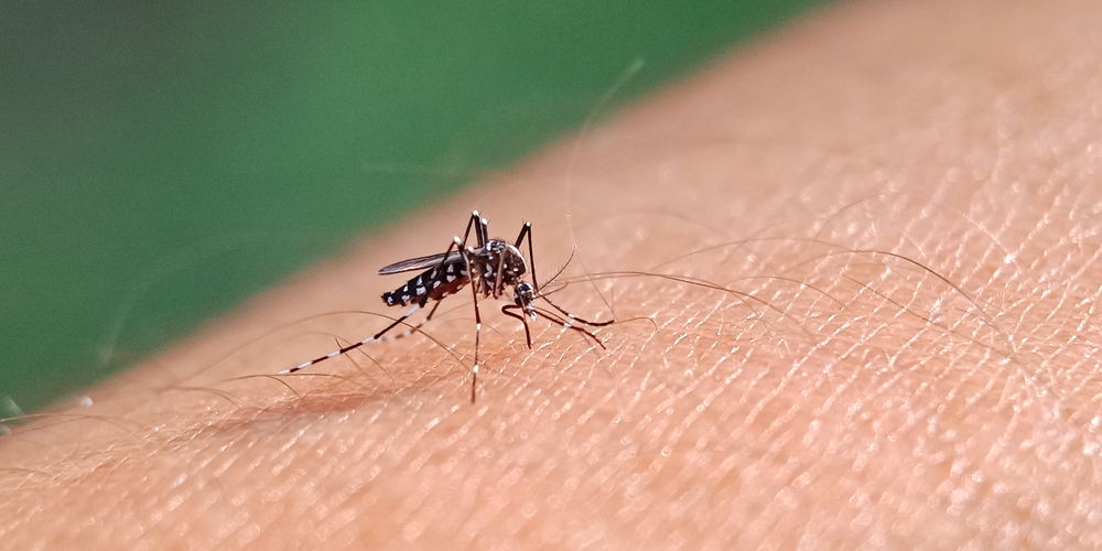 Allarme Chikungunya Italia