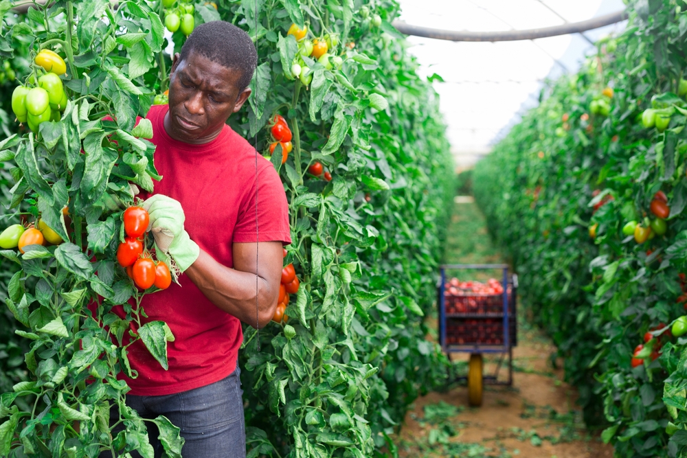 Lavoro agricolo Confeuro