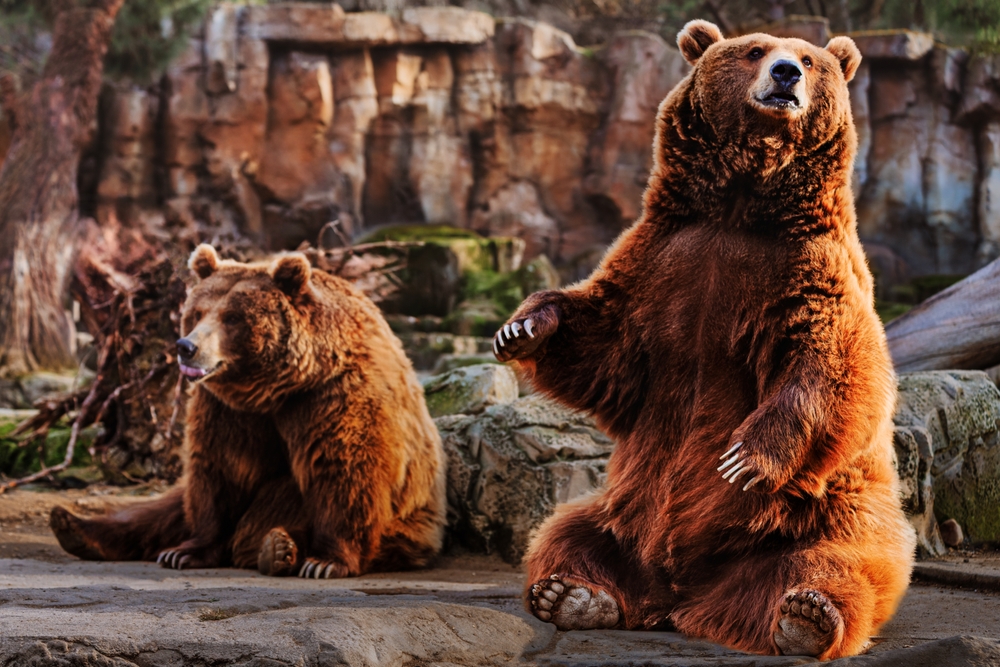 orso