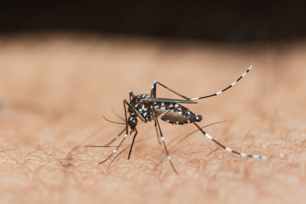 Chikungunya