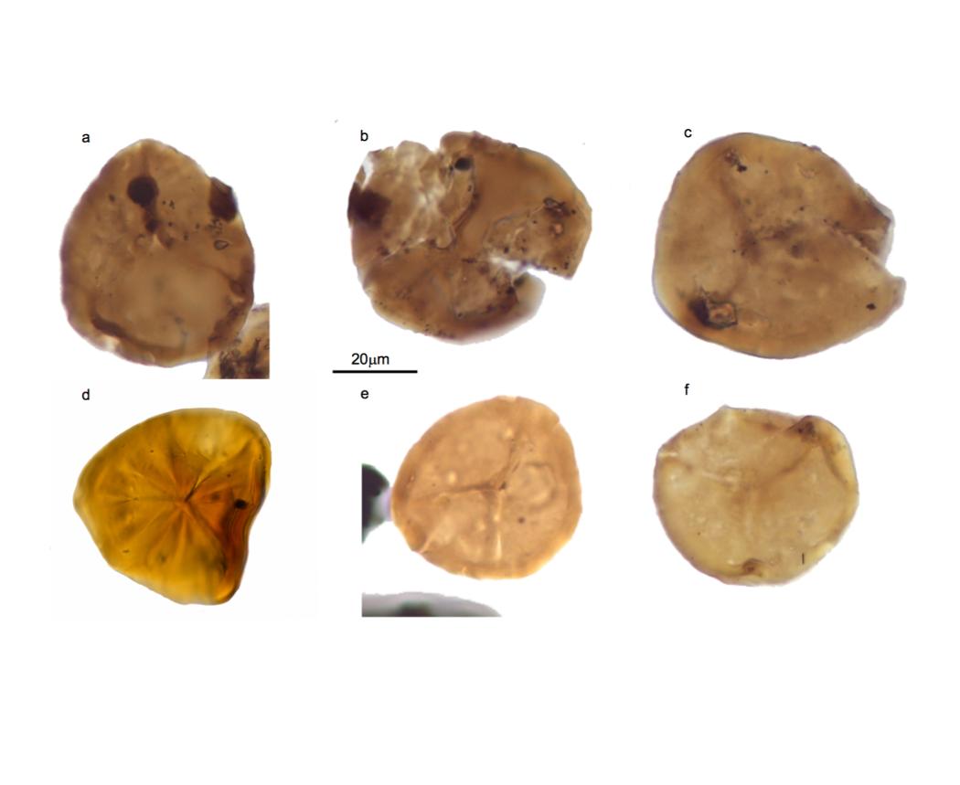 fossili geologia
