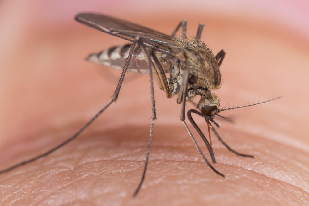 west nile zanzara