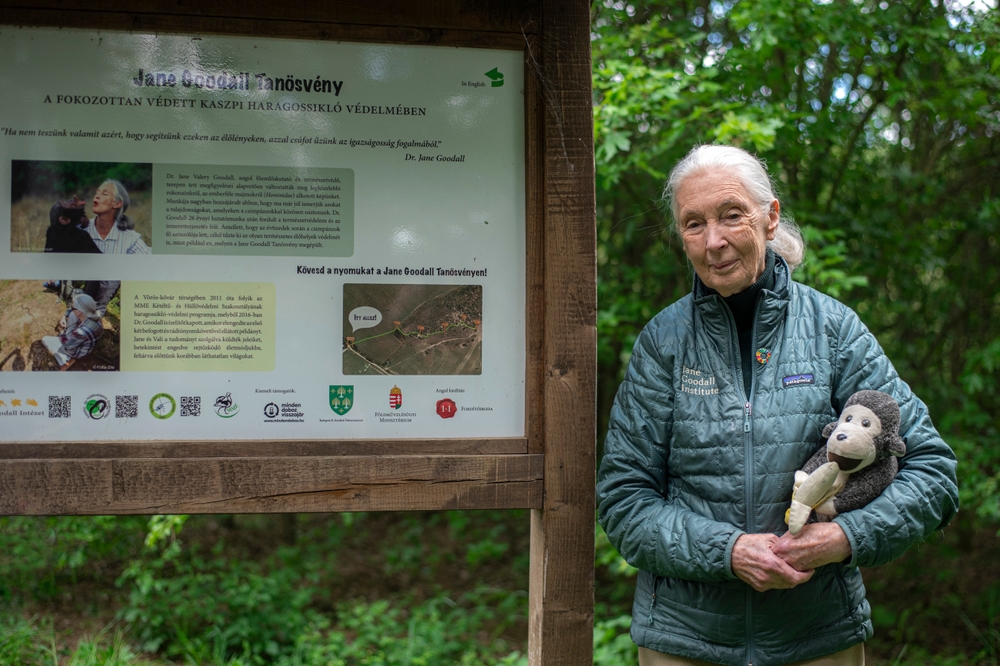 Jane Goodall