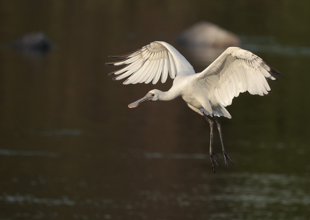 Eurobirdwatch 2025