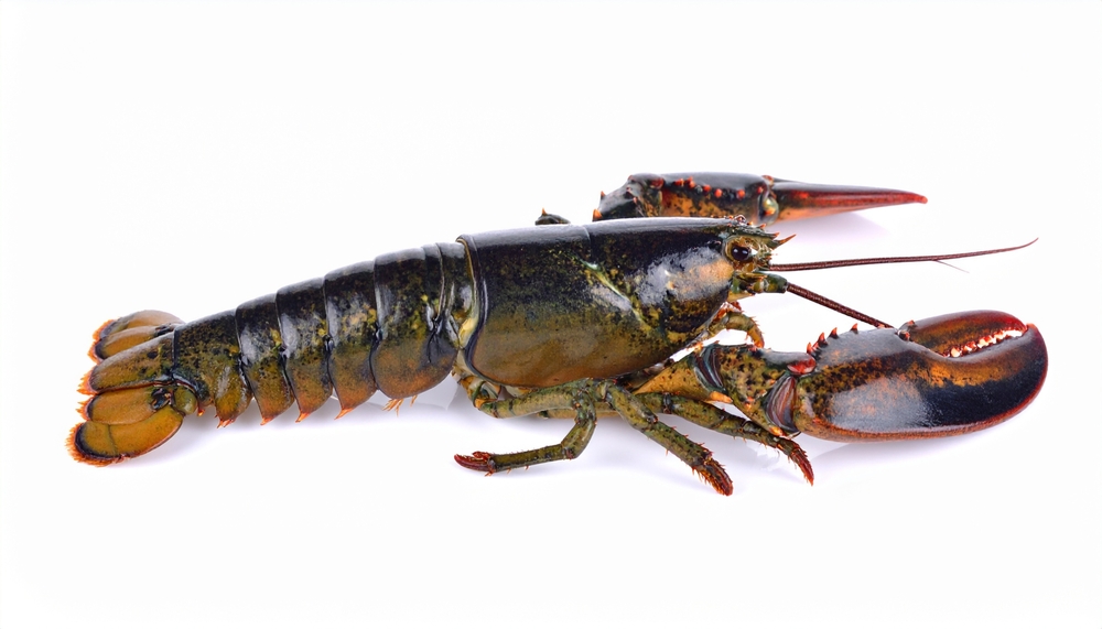 bollitura aragoste vive