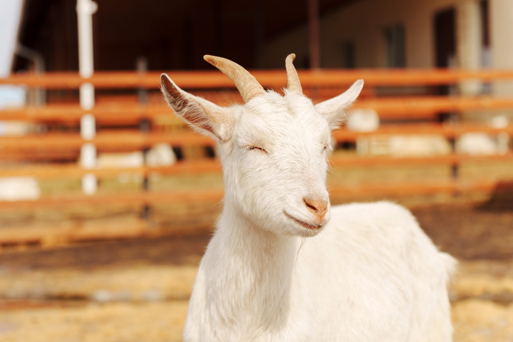capre di Porto Empedocle