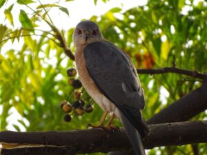 atlante ornitologico