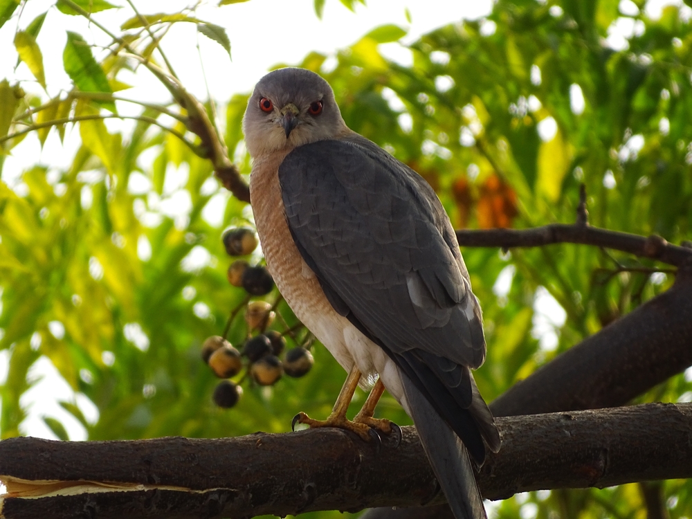 atlante ornitologico