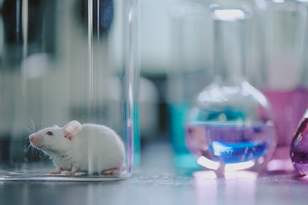 DL Milleproroghe 2026