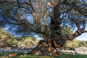Alberi Monumentali d’Italia Lazio