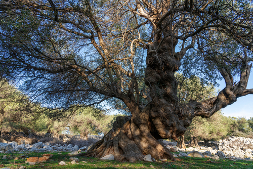 Alberi Monumentali d’Italia Lazio