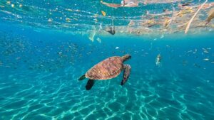 Julio Cordano Onu plastica