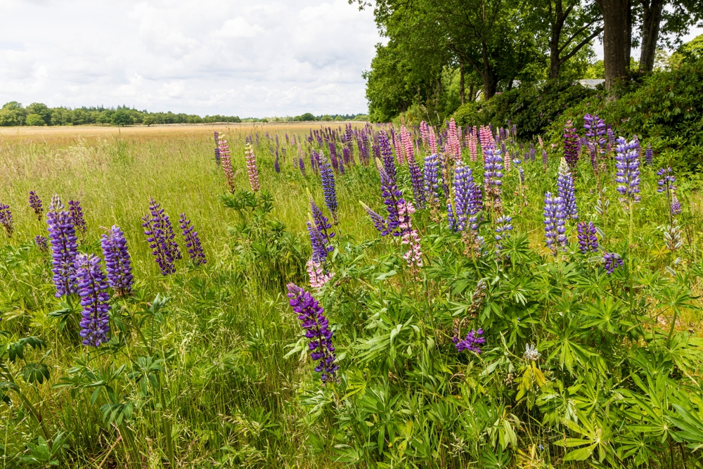 Strategia Nazionale Biodiversità 2030