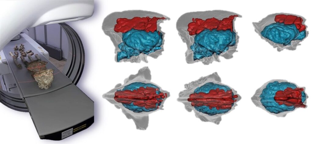 Fig-1-Analisi-dei-fossili-con-la-tomografia-computerizzata-1024x472 Le tecnologie digitali svelano il passato delle iene siciliane