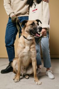 referendum cane seggio