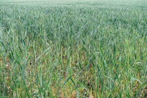 Hormuz fertilizzanti carestia