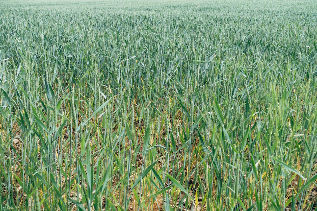 Hormuz fertilizzanti carestia