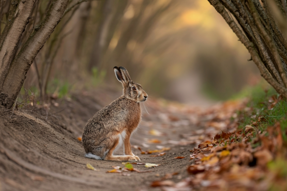 TAR Lazio fauna selvatica piano Lollobrigida