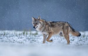 declassamento lupo Italia Senato