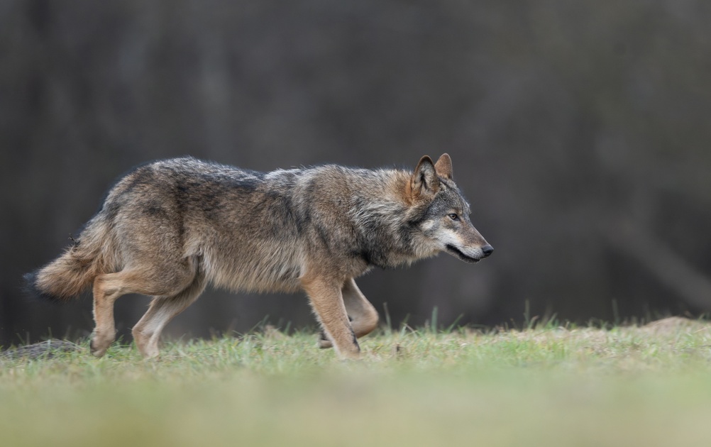 declassamento lupo Senato