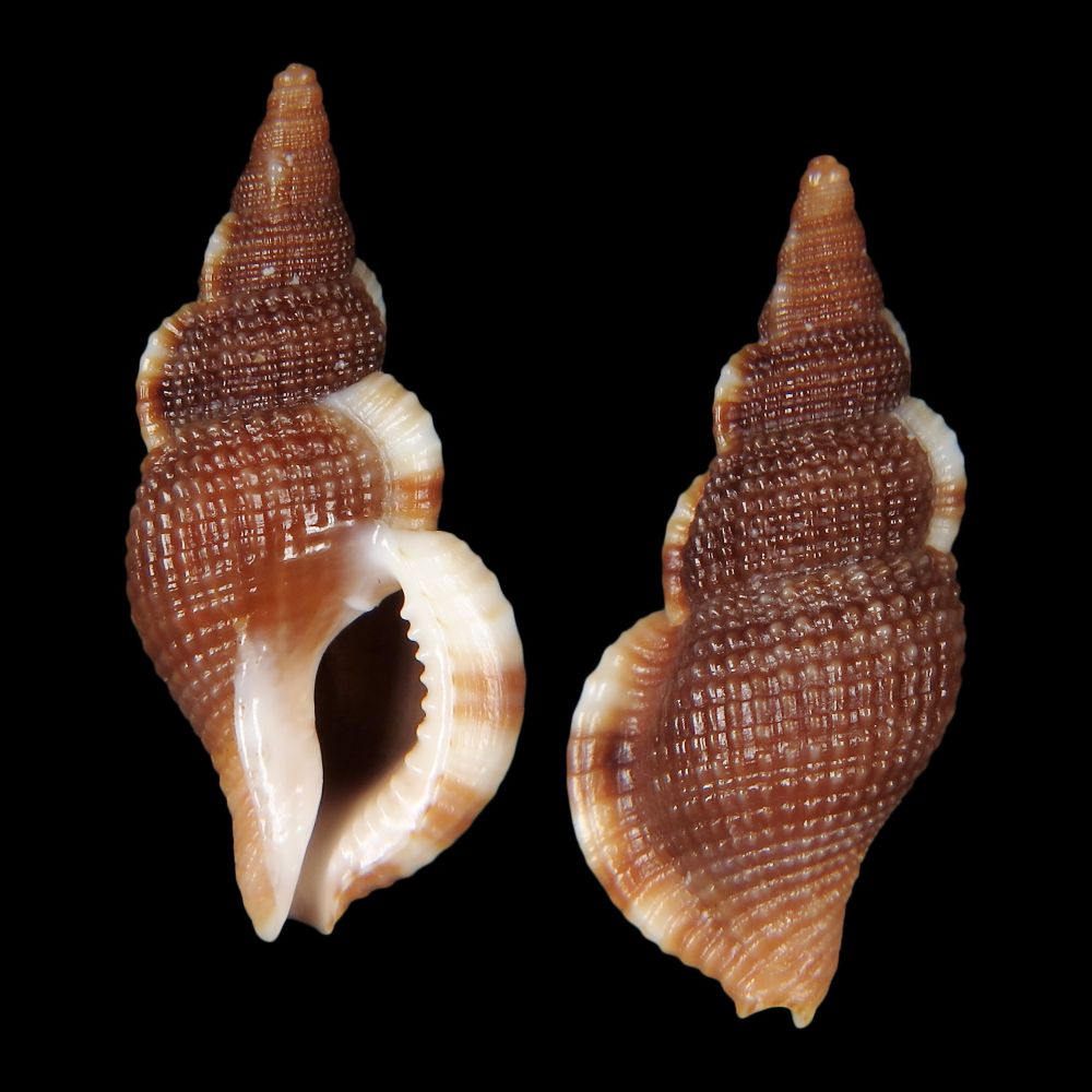 a9b7095d-06d8-4750-8c3e-6d7723f1c430 Concorso mondiale “Mollusco dell’Anno 2026”: l’Italia in gara con la “lumaca vampiro”