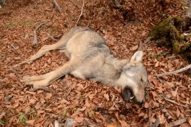 lupo-morto Fauna selvatica sotto attacco: strage di lupi nel Parco Nazionale d’Abruzzo, Lazio e Molise