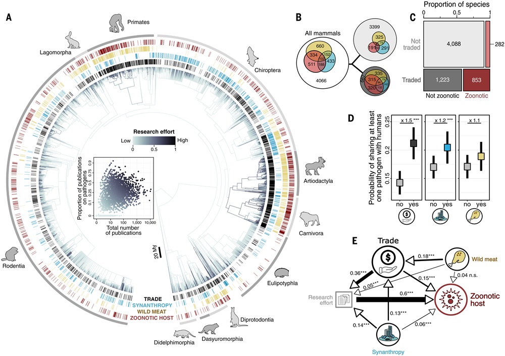 science2 Commercio di animali selvatici e pandemie, lo studio: aumenta del 50% il rischio di malattie per l’uomo